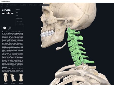 Bones Vertebral Column Cervical Region Anatomy Physiology