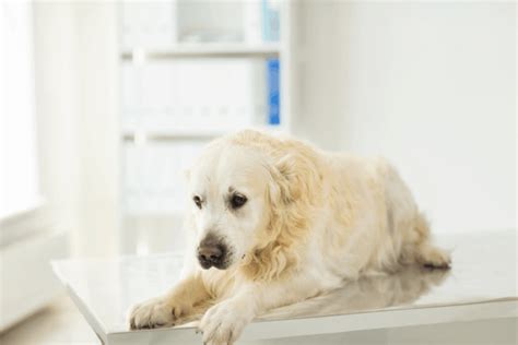 Hemangiosarcoma in Dogs: Types & Treatment [+Vet Insights]