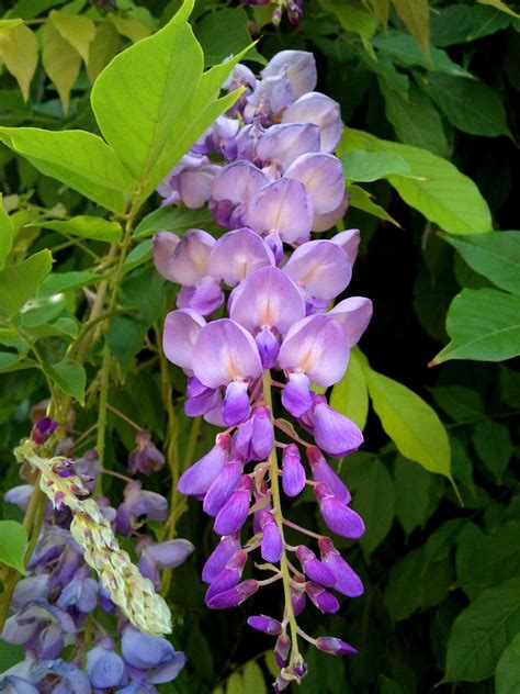 Árboles Con Alma Glicina Wisteria Sinensis