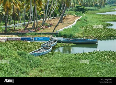 Wooden Boats On A River Bank With Palm Trees In The Background Stock