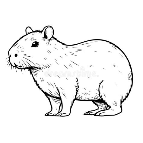 Line Drawing Of A Capybara In Black And White For Coloring Vector Stock