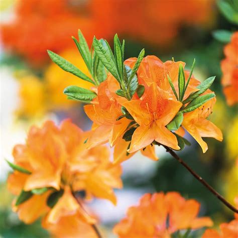 Azalea - 'Orange Beauty' | Carbeth Plants