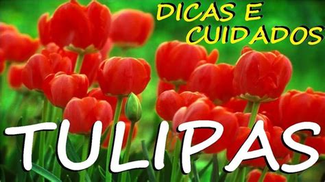 Tulipas Dicas E Cuidados Para O Cultivo Youtube