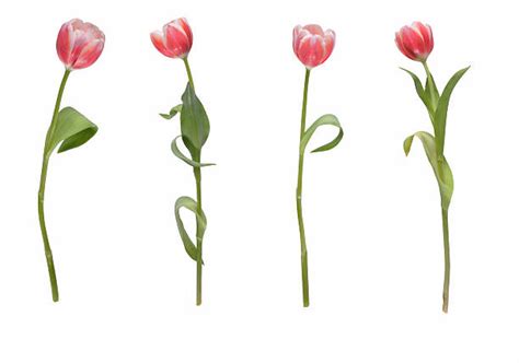 190+ Long Stem Tulips Stock Photos, Pictures & Royalty-Free Images - iStock