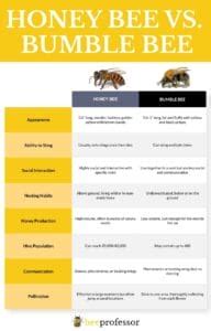 Honey Bee Vs Bumble Bee – 13 Differences Explained Bee Professor