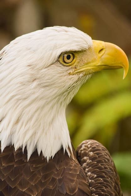 Premium Photo A Bald Eagle With A Yellow Beak