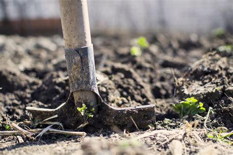 Soil Health The Difference Between Dirt And Soil Weston Nurseries