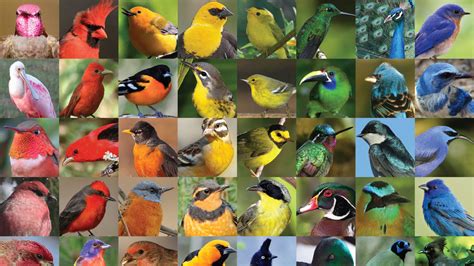 Be a Better Birder 2: Color and Pattern | Bird Academy • The Cornell Lab