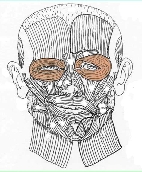 Facial Muscles Diagram | Quizlet