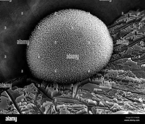 Electron microscope Black and White Stock Photos & Images - Alamy