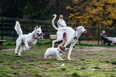 How Much Does a Bordetella Vaccine Cost?