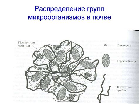 Экология микроорганизмов - online presentation