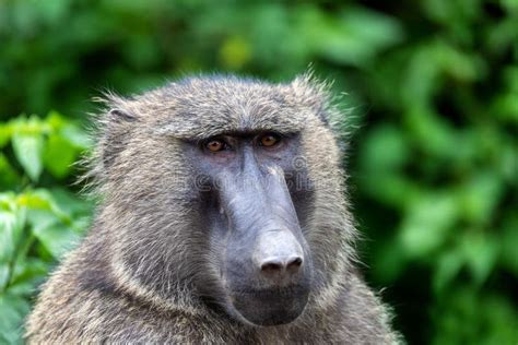 Chacma Baboon Head, Ethiopia, Africa Wildlife Stock Photo - Image of portrait, gelada: 157817118