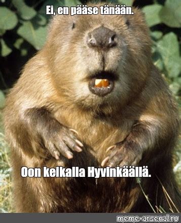 Meme Ei En P Se T N N Oon Keikalla Hyvink Ll All Templates