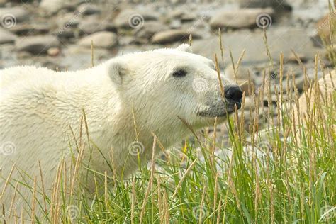 Curious Polar Bear In The Grass Stock Image Image Of Adult Male