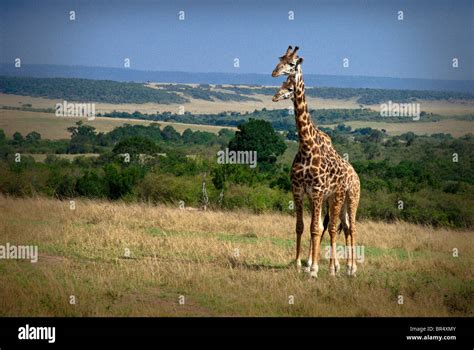 Pair Of Masai Giraffes Giraffa Camelopardalis Masai Mara National