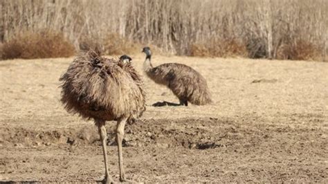 Ostriches Emus Walking On Farm Stock Footage Video (100% Royalty-free ...