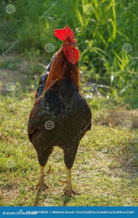 Denizli Rooster Hen Crowing and Looking at Camera Stock Photo - Image of green, denizli: 226818830