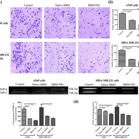 Inhibition Analysis Of Cell Migration By A Scratch Assay In A