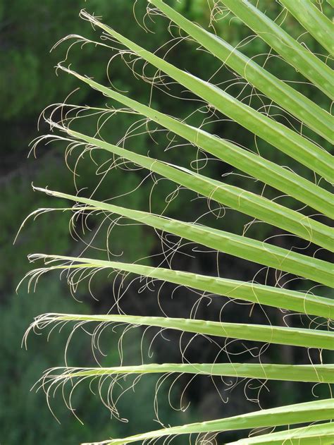 Green Palm Leaves · Free Stock Photo