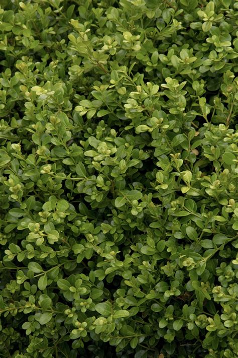 Green Beauty Boxwood, Buxus microphylla var. japonica 'Green Beauty'