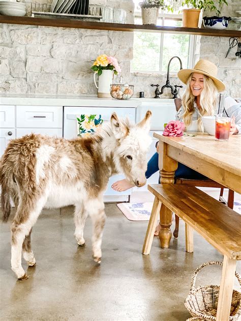 Mini Donkeys: 5 Reasons to Have One | Thermaland Oaks | Mini donkey