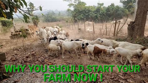 Reasons To Start Your Livestock Farm Sheep Goat Farming In Africa