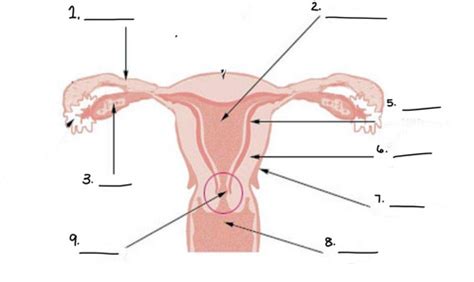 Female Reproductive System Flashcards Quizlet