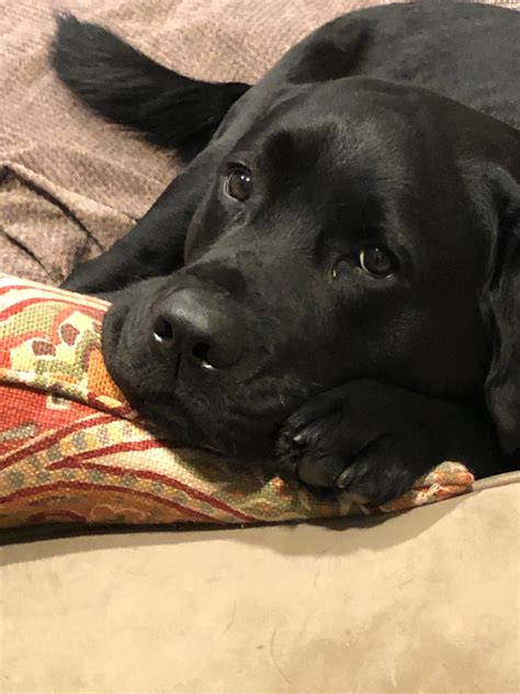 20 most cutest labrador retriever – Artofit