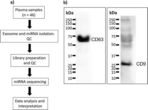 Set Up A Schematic Diagram Of The Experiment B Western Blotting