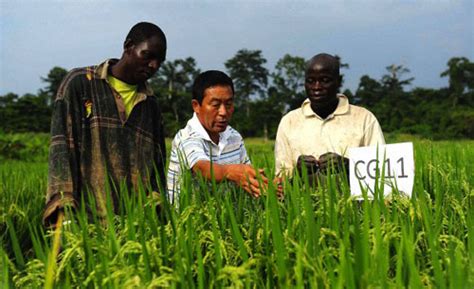 China and Brazil in African Agriculture – Future agricultures