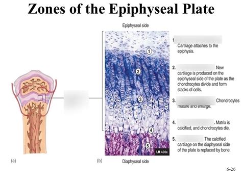 Zone Of Epiphyseal Plate Diagram Quizlet