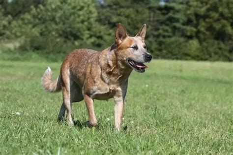 Red Heeler: Your Guide to Australia's Beloved Cattle Dog