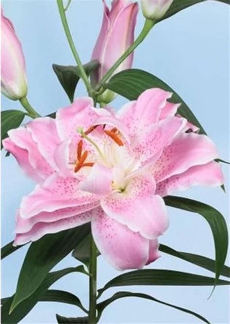 Лилия Сальво: описание и характеристики сорта, особенности посадки и ...