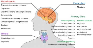 Compare Hormones and Neurotransmitters Archives - Pediaa.Com