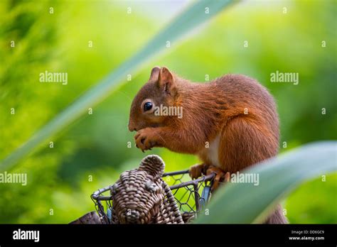 British Red Squirrel Stock Photo - Alamy