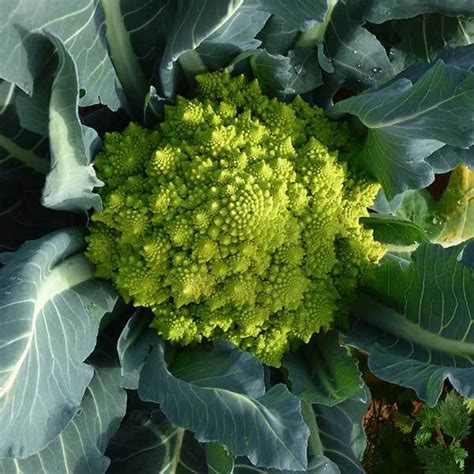 CHOU FLEUR BROCOLI ROMANESCO 1g Graines Elem