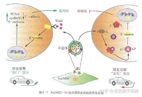 外泌体的优势有哪些？你有必要了解一下 知乎