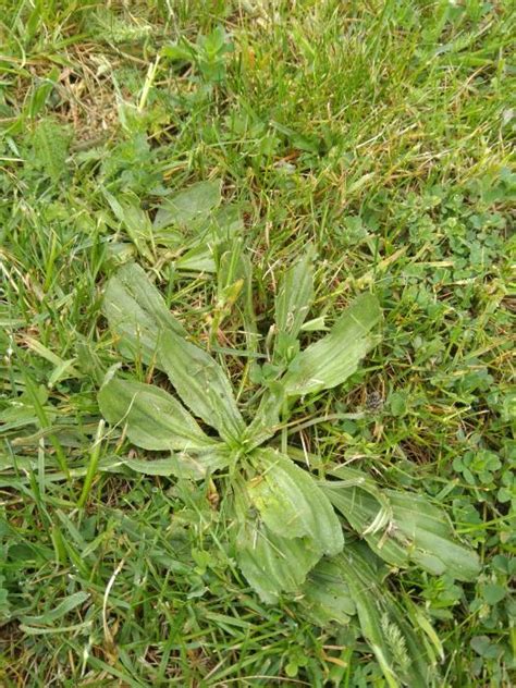 Onkruid In Gras Herkennen Tuinaanleg Onderhoud Forum Tuinadvies