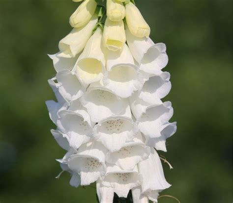 Digitalis Purpurea Alba White Biennial Foxglove Seedscape