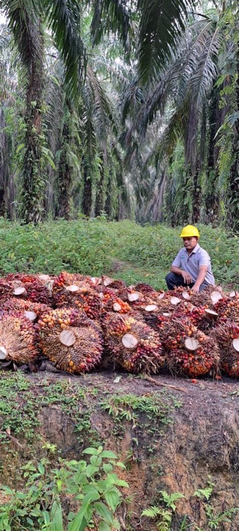 Gosumut Petani Sawit Ikut Smile Bermitra Dengan Asian Agri