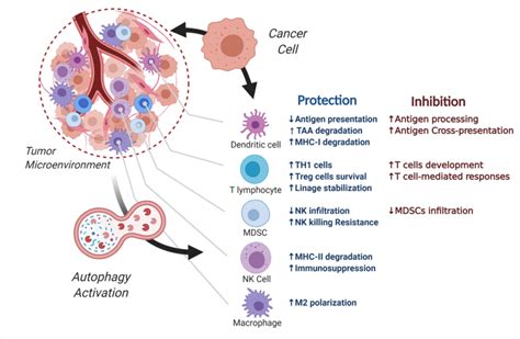 Autophagy Functions In Immune Responses Between Cancer And Normal