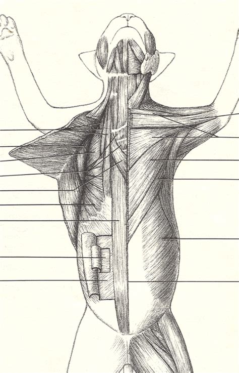 Cat Muscles Ventral View Quiz 2 Diagram Quizlet