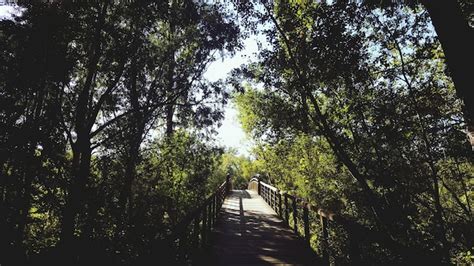 Premium Photo Diminishing Perspective Of Footbridge Amidst Trees In