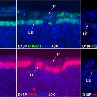 Localization of enzymes for serine biosynthesis at implantation sites ...