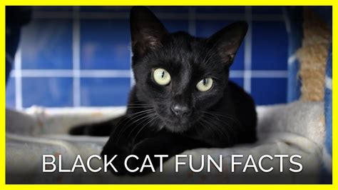 Halloween Black Cat Fun Facts Youtube