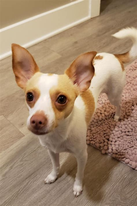 Chihuahua Fox Mix