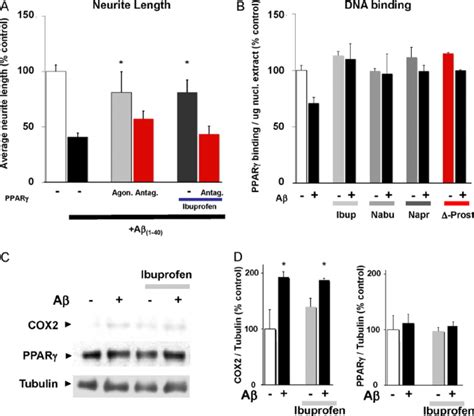 A Induced Neurite Loss Is Mediated By Inhibition Of Ppar