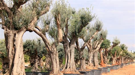 Olea europaea | MASIA ANGELA Nursery