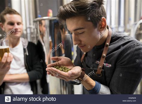 Male Brewers Smelling Fresh Hops In Brewery Stock Photo Alamy